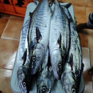KINGFISH