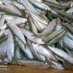 SARDINE