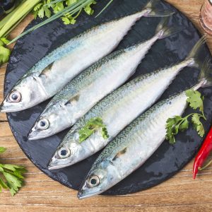 INDIAN MACKEREL
