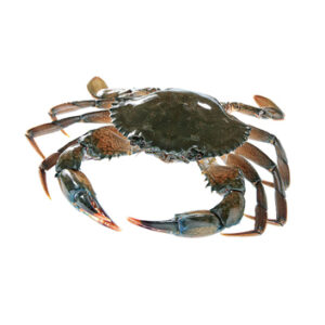 CRAB